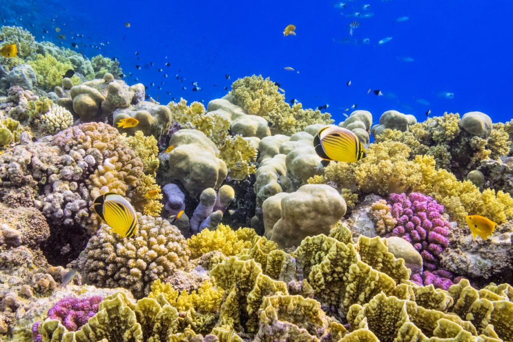 Living Coral Reef