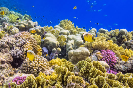 Living Coral Reef