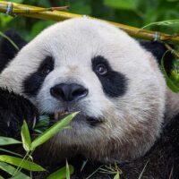 Zoo Tickets & Passes