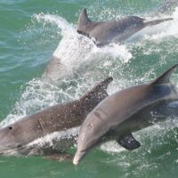 Dolphin & Whale Watching