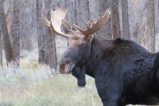 President's Day in Grand Teton National Park