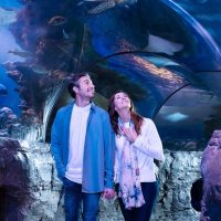 Attraction Tickets