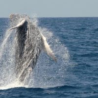 Kid Friendly Tours & Activities