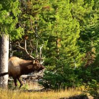 Nature & Wildlife