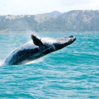 Boat Tours
