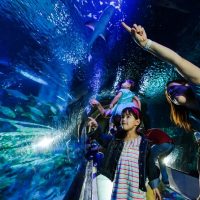 Attraction Tickets