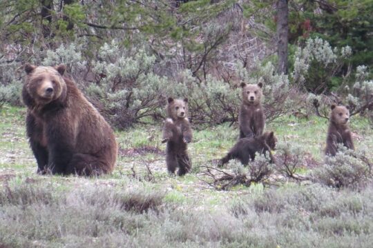 MLK Day in Grand Teton National Park