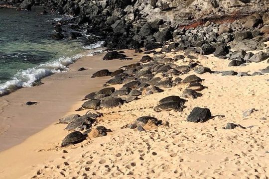 New Year’s Eve in Kihei