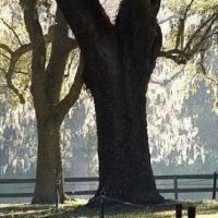 Bus & Minivan Tours