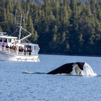 Boat Tours