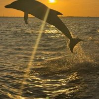 Cruises, Sailing & Water Tours