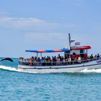 Dolphin & Whale Watching