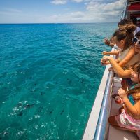 Catamaran Cruises