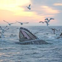 Holiday & Seasonal Tours