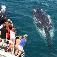 Cruises, Sailing & Water Tours
