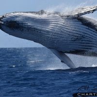 Dolphin & Whale Watching