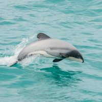 Dolphin & Whale Watching