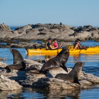Kayaking & Canoeing