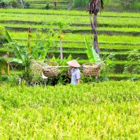 Cultural Tours