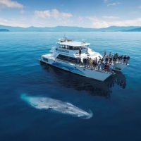 Cruises, Sailing & Water Tours