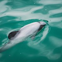Dolphin & Whale Watching