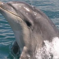 Cruises, Sailing & Water Tours
