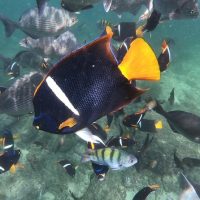 Cruises, Sailing & Water Tours