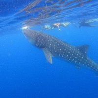 Snorkeling