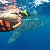 Shark Diving