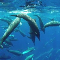 Dolphin & Whale Watching