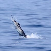 Fishing Charters & Tours