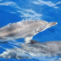 Dolphin & Whale Watching