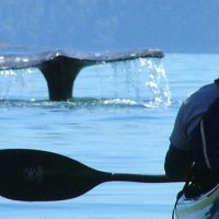 Boat Tours