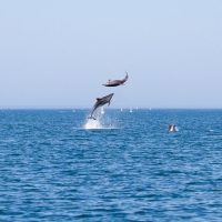 Dolphin & Whale Watching