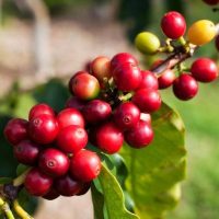 Coffee & Tea Tours