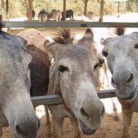 Volunteer Tours