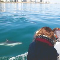 Boat Tours