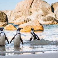 Luxury Tours