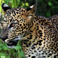 Nature & Wildlife
