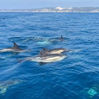 Cruises, Sailing & Water Tours