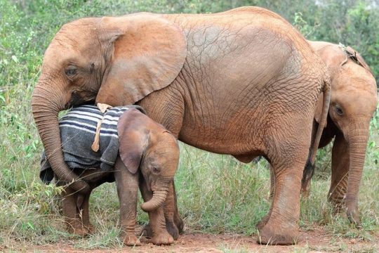 Valentine's Day in Nairobi