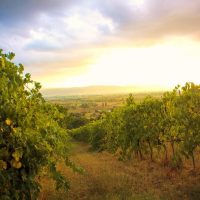 Food, Wine & Nightlife