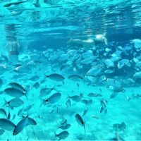 Full-day Tours