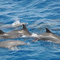 Sailing Trips