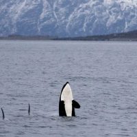 Boat Tours