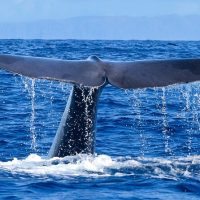 Cruises, Sailing & Water Tours
