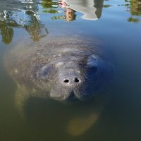 Stand Up Paddleboarding