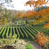 Wine Tasting & Winery Tours