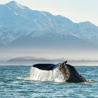 Cruises, Sailing & Water Tours