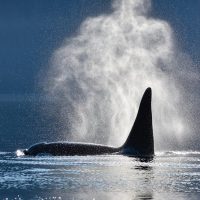 Shore Excursions